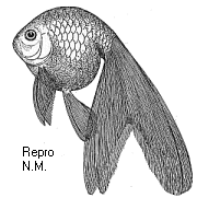 Abb. 9: Eierfisch -- eggfish.gif (13 kB)
