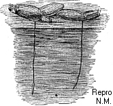 Abb. 10: Wasserlinsen (Entengrütze) -- lemna.gif (14 kB)