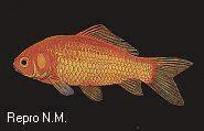 Abb. 1b: Normaler Goldfisch -- normal.jpg (5 kB)