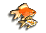 Deko: Goldfische (Schleierschwänze)